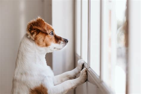 quiet dog door.